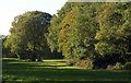 Trees on Coulsdon Common