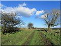 On the Track between Paa Hill and Nappa Flats