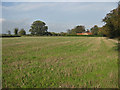 Farmland, western fringe of Malton