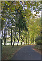 Tree-lined driveway