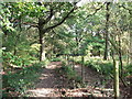 Footpath beside Greatpark Wood