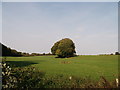 Field near Littlepark Wood