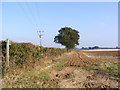 Footpath to Woodbridge Road