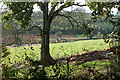 Broadclyst: towards Brook Hill