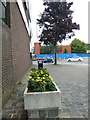 Flower trough in Church Street