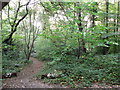 Path in Littleheath Wood