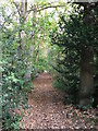 Vanguard Way and London Loop in Littleheath Wood