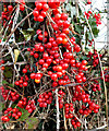SU0727 : Black Bryony berries by Jonathan Kington