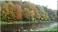 An autumnal scene on the River Tweed at Boleside