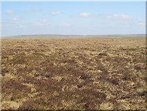 NY7647 : Hesleywell Moor near Red Spring by Mike Quinn
