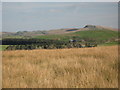NY6564 : Blenkinsop Common west of Bankfoot by Mike Quinn