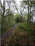SO5291 : Bridleway in Coats Wood by Richard Law
