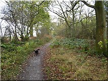 SO5291 : Bridleway near the footpath in Coats Wood by Richard Law