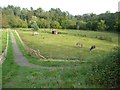 Donkey paddock, Dean Castle Country Park