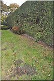 SS9413 : Tiverton : Hedgerow & Lawn on Beech Tree Drive by Lewis Clarke