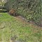 Tiverton : Hedgerow & Lawn on Beech Tree Drive