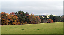 NT6812 : Autumnal trees across field by Trevor Littlewood
