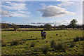 Field with horse