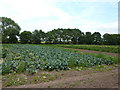 Arable field west of Holly House Farm