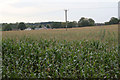 Maize crop near Ravenshead