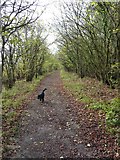 SO5190 : Enjoying a run in High Wood by Richard Law