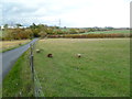 Long Buckby, sheep grazing