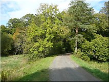 NS5320 : Driveway, Dumfries House estate by Humphrey Bolton