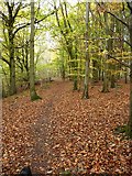 SO4988 : A footpath in Newhall Coppice by Richard Law