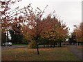 Autumn Leaves on Franklin Way