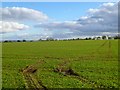 Farmland, Middleton Tyas