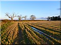 Farmland, Middleton Tyas