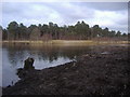 Black Pond, Esher Common