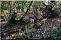 Sandford Brook in Dry Sandford Pit NR