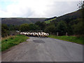 Sheep being herded over the bridge over the Wye