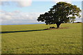 Oak tree on Heath Hill