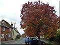 Autumnal tree in Church Street