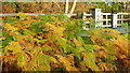 Bracken by the M50