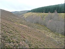 NN7956 : Birch trees mark the gorge of Allt Tarruinchon by Russel Wills