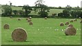 Round bales, Fleurs