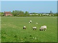 Pasture, Lockinge