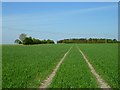 Farmland, Wantage