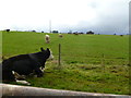 Maiden Bradley, cattle grazing