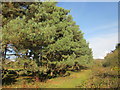 Rhes o goed pinwydd / A row of pine trees