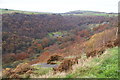 Autumn colours in Colden Clough