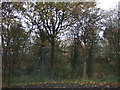 Trees behind Birchwood Station