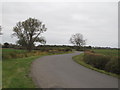 Tree on bend in road