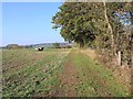 Footpath to the river