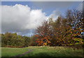 SO8992 : Woodland in Baggeridge Country Park near Sedgley by Roger  Kidd