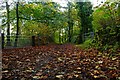 Old road running through Judy woods.