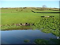Pond in a field, East Morton